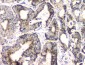 Anti-FH Antibody Picoband™ (monoclonal, 9D8)